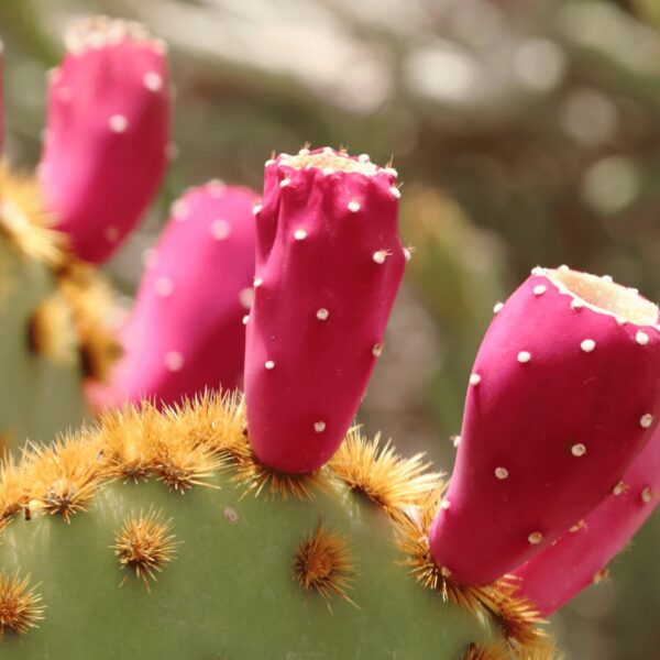 Anti-Aging Elixier - Bio Kaktusfeige